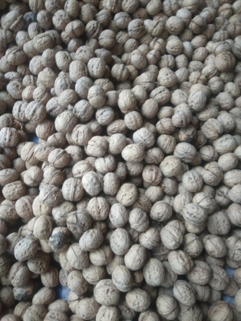 核桃，品种齐全