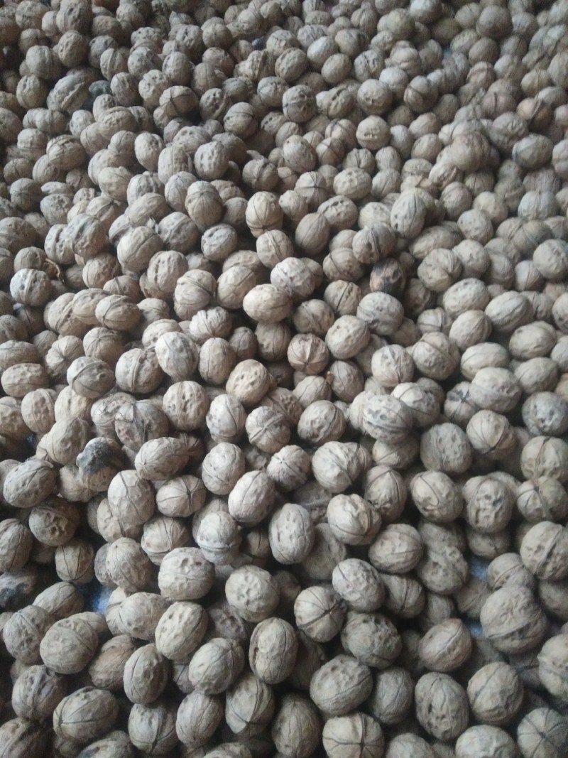 核桃，品种齐全