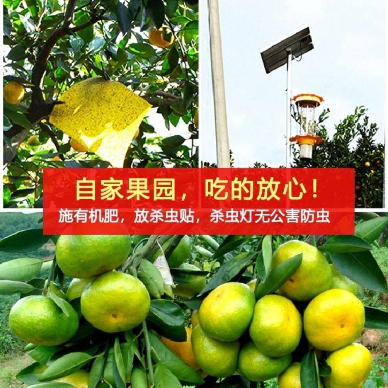 东江湖蜜桔皮薄肉嫩，无渣，香甜可口，不甜不要钱！