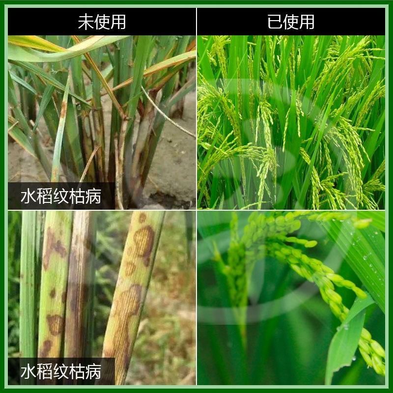 默赛喜奥苯醚甲环唑嘧菌酯水稻纹枯病葡萄黄瓜炭疽病农药