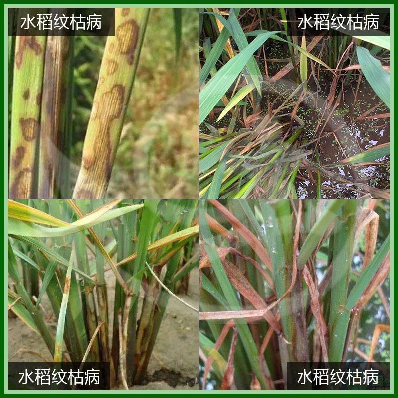 默赛喜奥苯醚甲环唑嘧菌酯水稻纹枯病葡萄黄瓜炭疽病农药