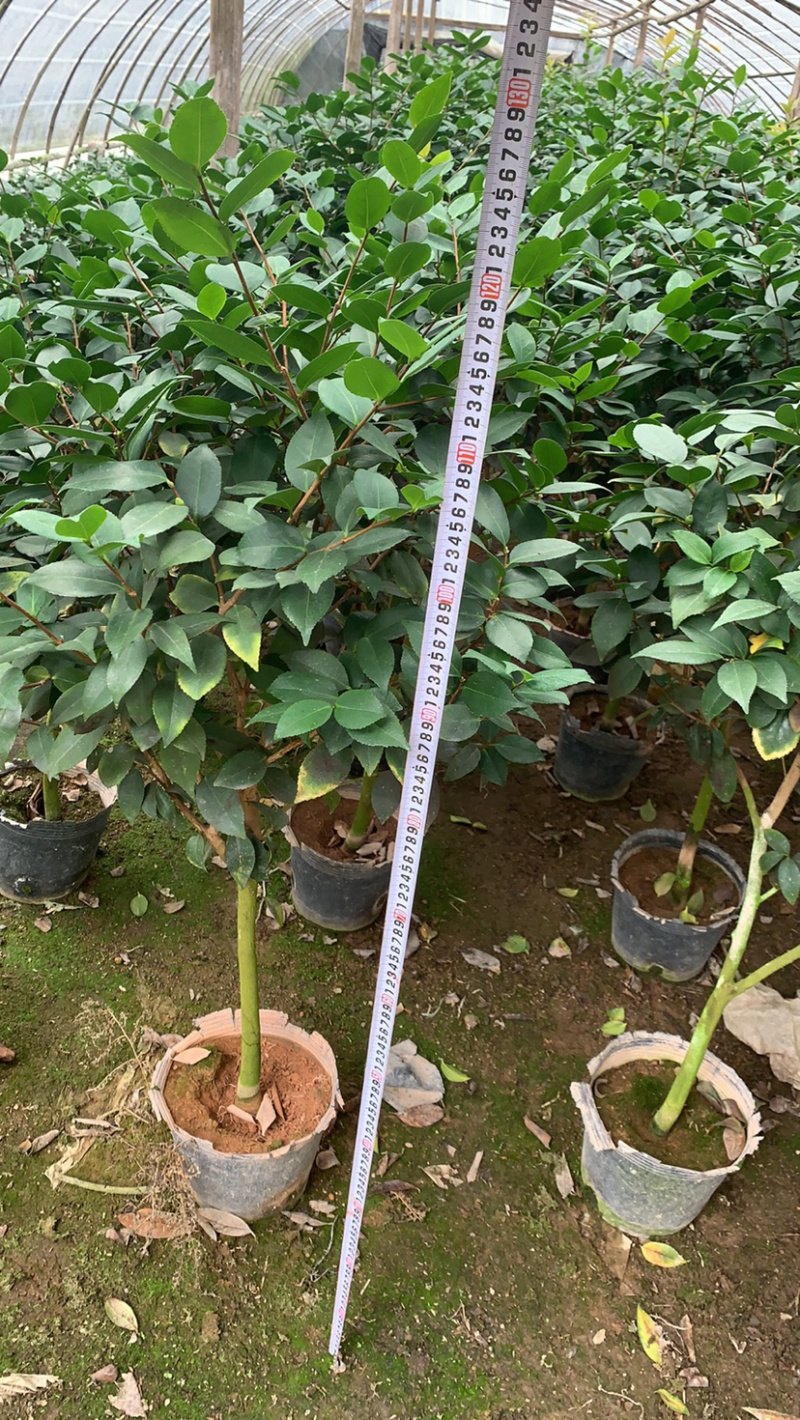 赤丹茶花一手货源质量保证一件起批诚信经营