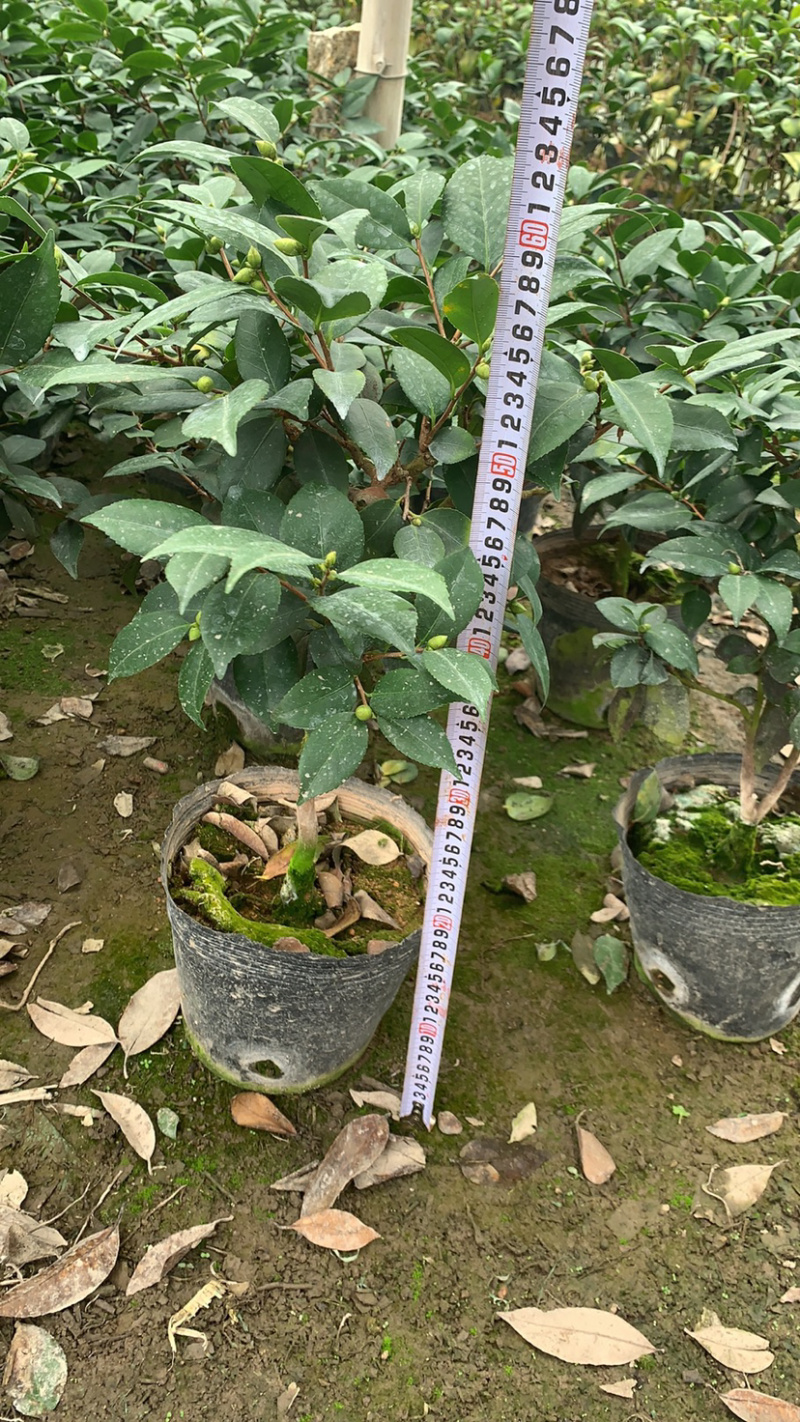 赤丹茶花一手货源质量保证一件起批诚信经营
