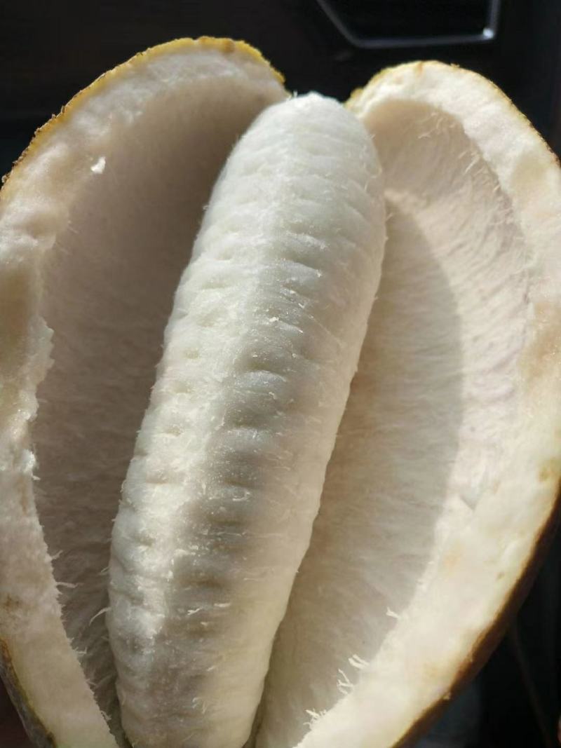 纯紫色八月瓜个大皮薄！顺丰发货！量大从优！