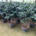 赤丹茶花一手货源质量保证一件起批诚信经营
