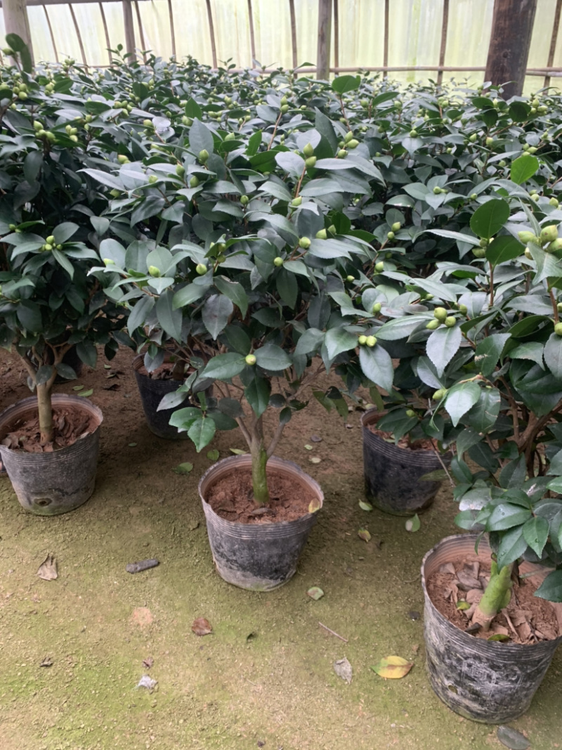 赤丹茶花一手货源质量保证一件起批诚信经营