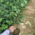 赤丹茶花一手货源质量保证一件起批诚信经营