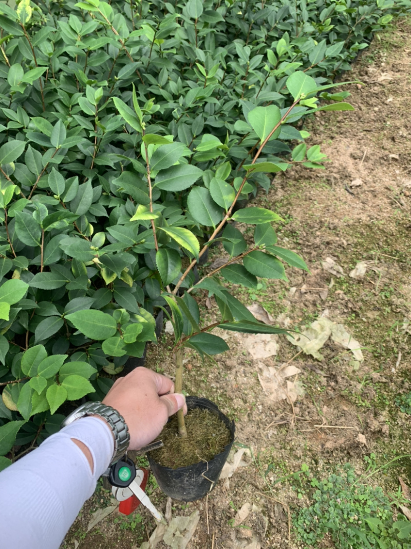 赤丹茶花一手货源质量保证一件起批诚信经营