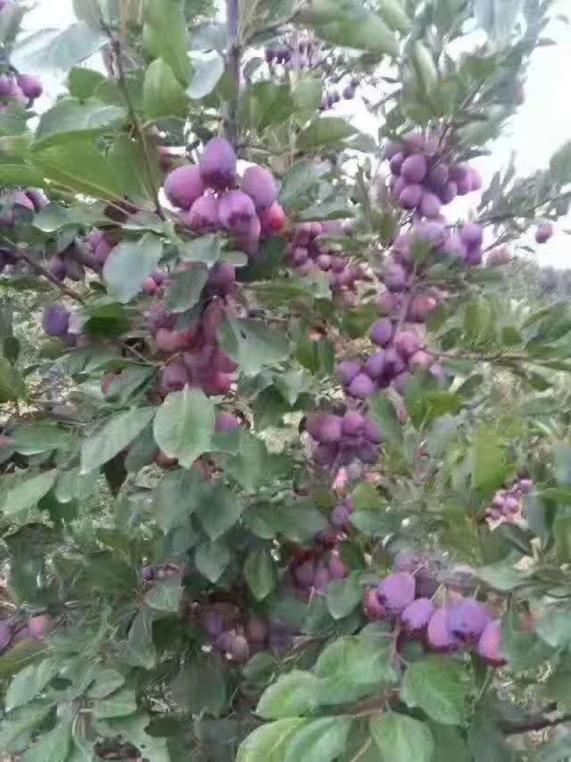 西梅李蓝蜜李苗丰产味甜耐贮存基地现挖现保湿