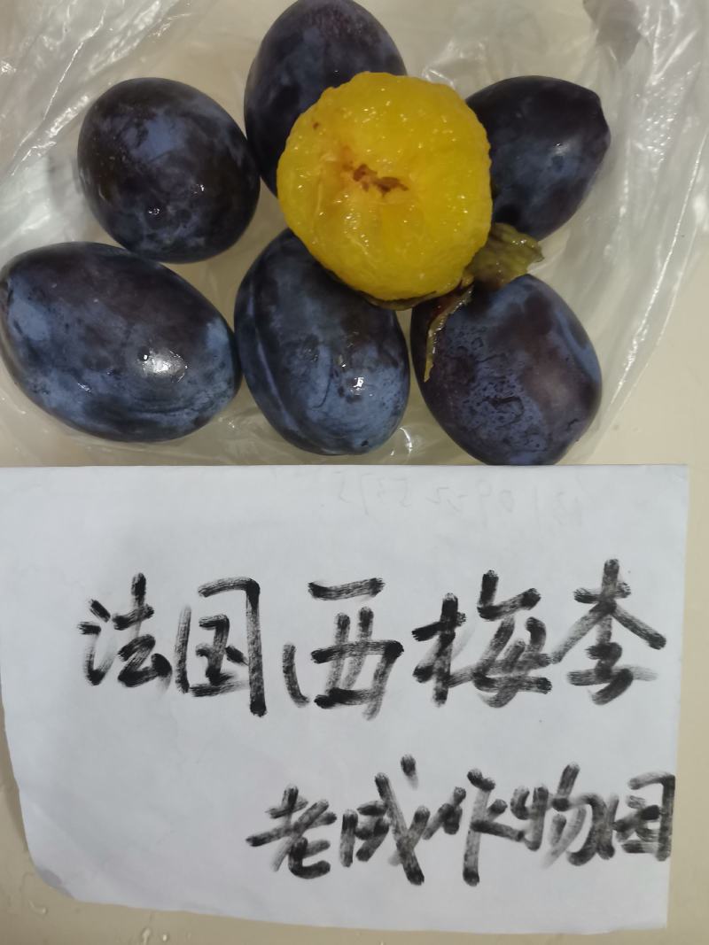 西梅李蓝蜜李苗丰产味甜耐贮存基地现挖现保湿