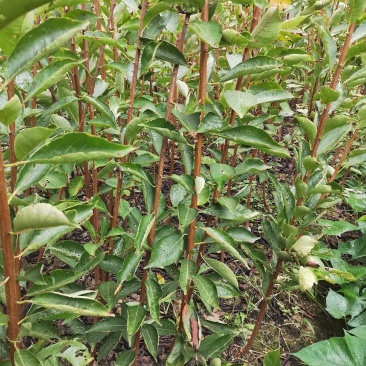 西梅李蓝蜜李苗丰产味甜耐贮存基地现挖现保湿