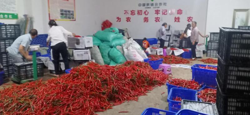 二金条，好货，太好了，全部是拖把的辣椒