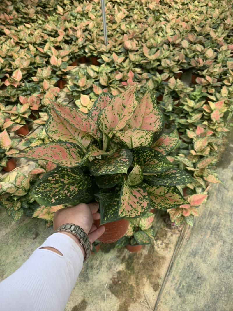 如意皇后又名（吉利红）质量保证一件起批