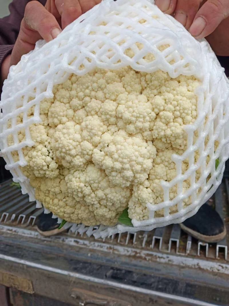菜花，优质，精品，菜花