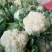 菜花，优质，精品，菜花