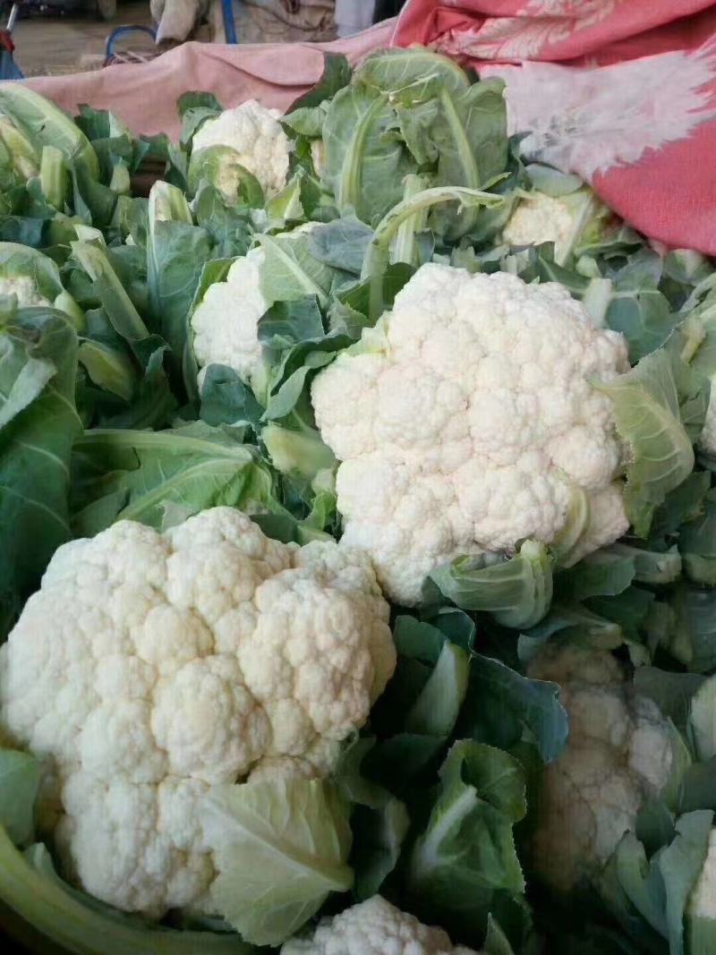 菜花，优质，精品，菜花
