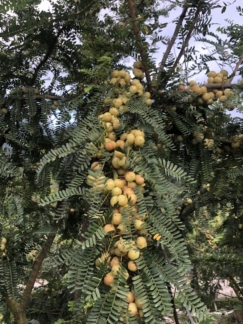 崩坎深山甜油甘/口感细腻酥脆可生吃可腌制可发快递