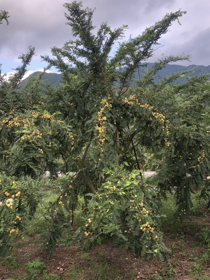崩坎深山甜油甘/口感细腻酥脆可生吃可腌制可发快递
