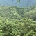 崩坎深山甜油甘/口感细腻酥脆可生吃可腌制可发快递