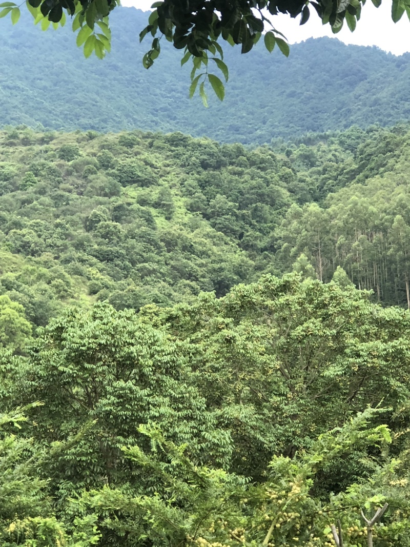 崩坎深山甜油甘/口感细腻酥脆可生吃可腌制可发快递