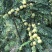 崩坎深山甜油甘/口感细腻酥脆可生吃可腌制可发快递