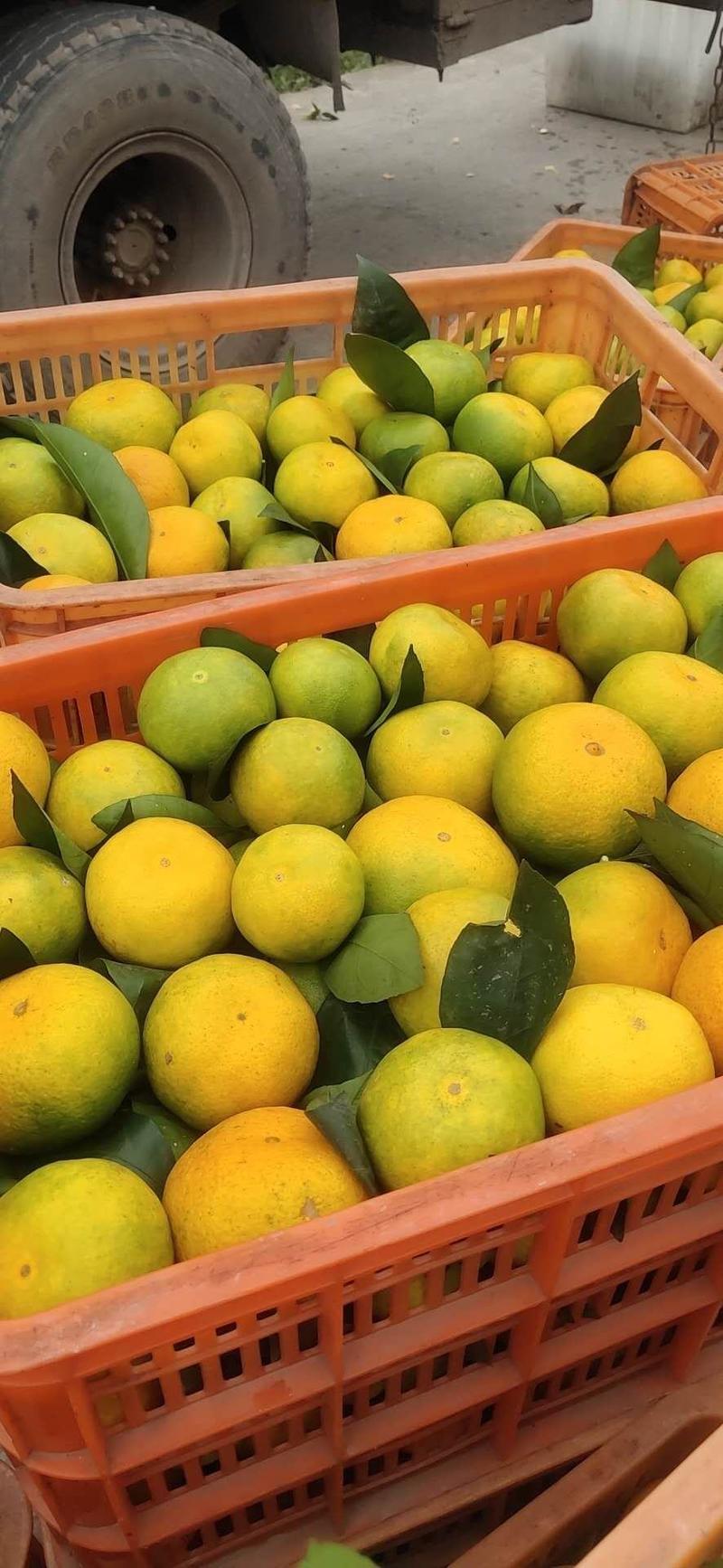 《特早蜜橘》四川蜜橘产地一手货源，批发、商超代发全国