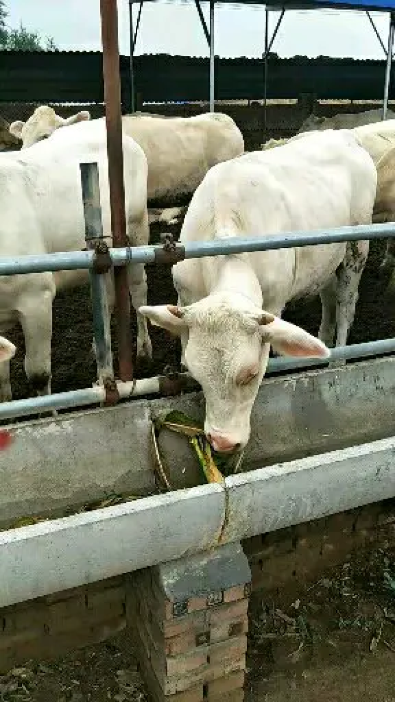 夏洛莱牛犊，忻府夏洛莱牛犊，免费送货送铡草机一手货源