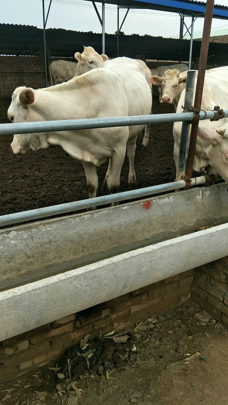 夏洛莱牛犊，忻府夏洛莱牛犊，免费送货送铡草机一手货源