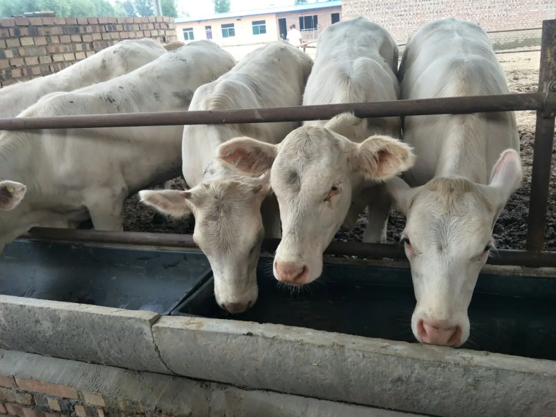 夏洛莱牛肉牛牛场直销，货真价实，量大从优无中介
