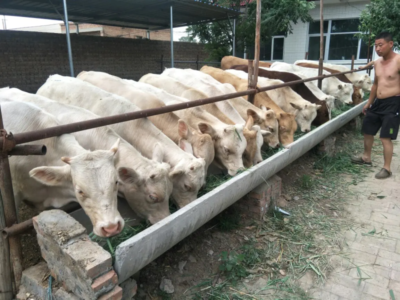 夏洛莱牛肉牛牛场直销，货真价实，量大从优无中介