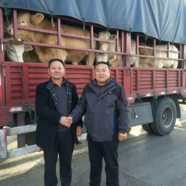 夏洛莱牛肉牛牛场直销，货真价实，量大从优无中介