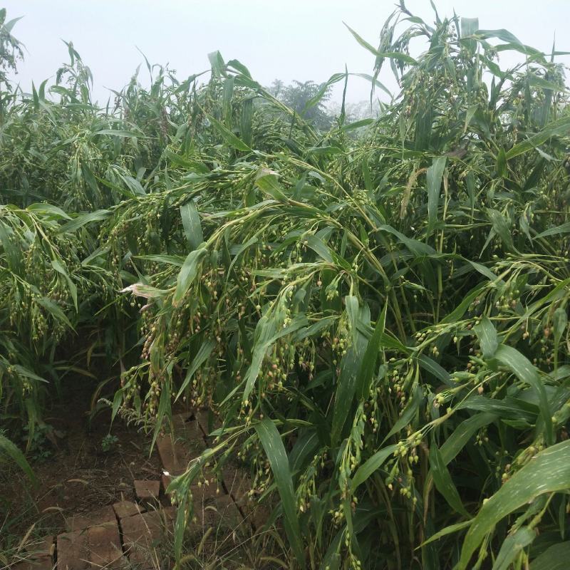 薏仁米快成熟了，看上的可以联系了