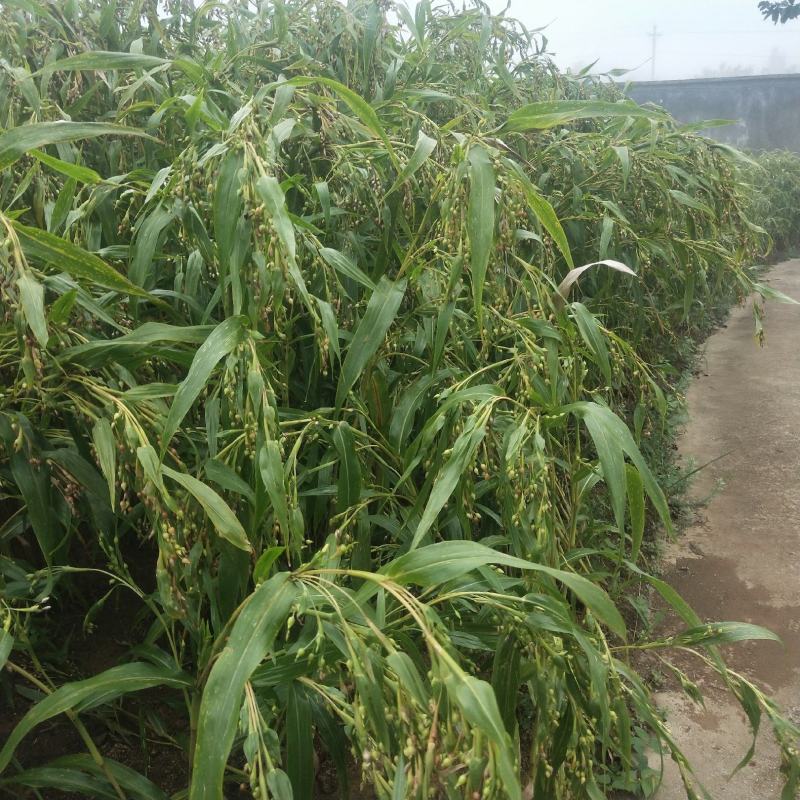薏仁米快成熟了，看上的可以联系了