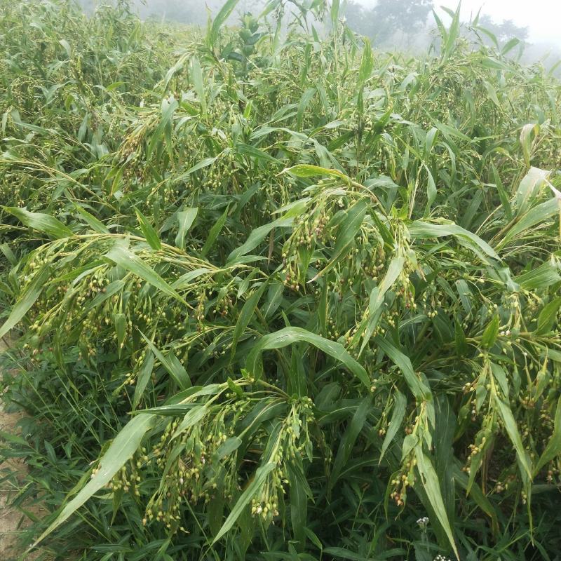 薏仁米快成熟了，看上的可以联系了