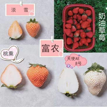 草莓苗淡雪草莓苗天使AE草莓苗桃熏草莓苗