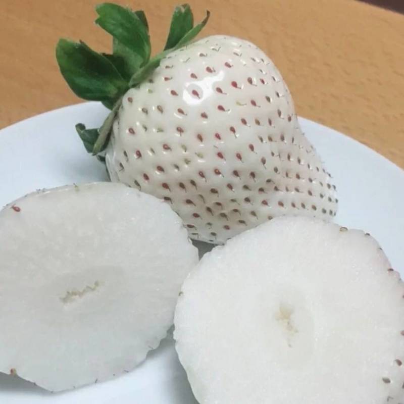 草莓苗淡雪草莓苗天使AE草莓苗桃熏草莓苗