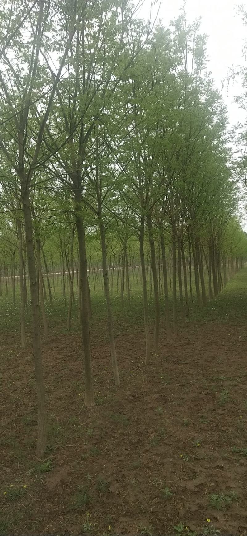 榆树苗，白榆树苗，批发榆树苗，榆树苗基地，家榆树苗