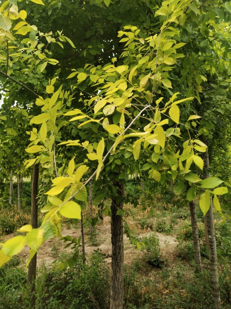 榆树苗，白榆树苗，批发榆树苗，榆树苗基地，家榆树苗