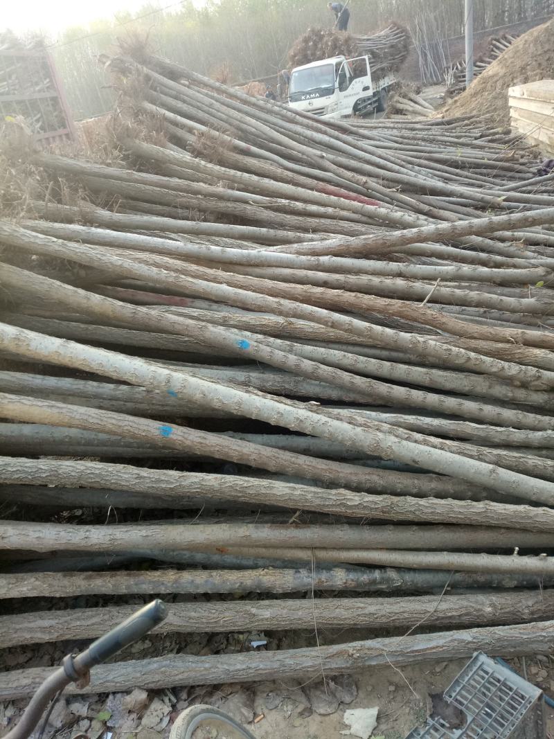 榆树苗，白榆树苗，批发榆树苗，榆树苗基地，家榆树苗