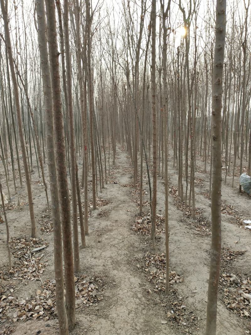 榆树苗，白榆树苗，批发榆树苗，榆树苗基地，家榆树苗