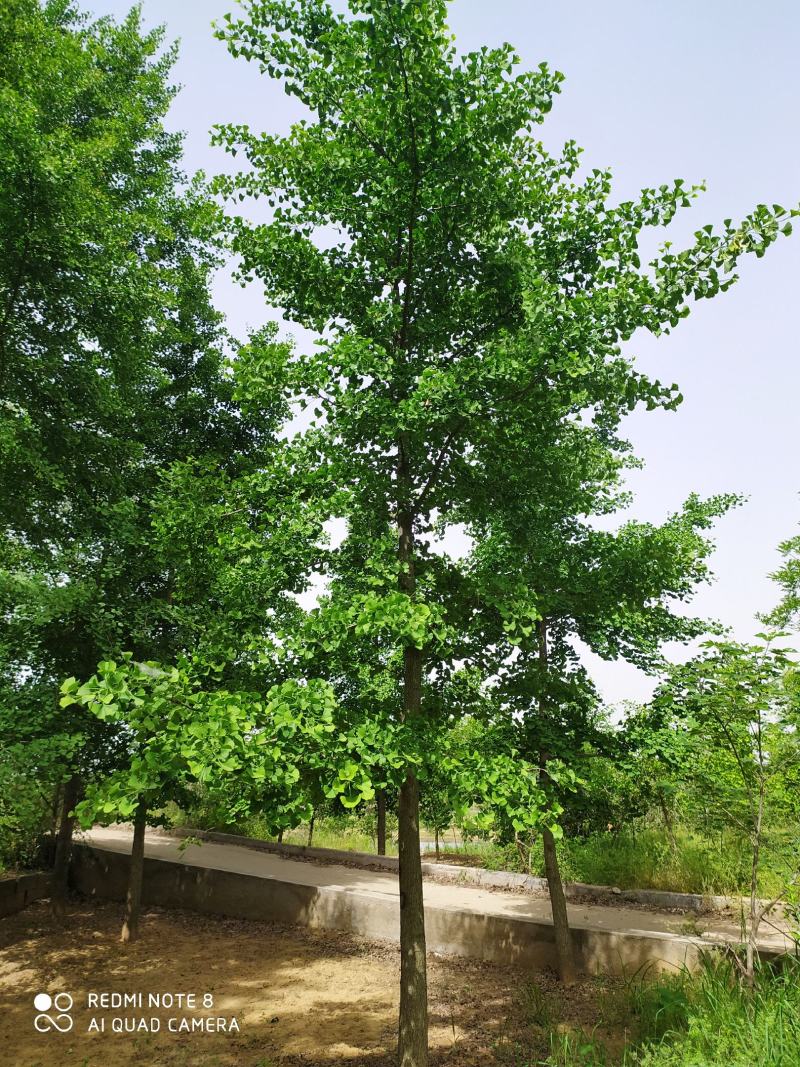 银杏之乡基地直供银杏红枫法桐白蜡合欢五角枫等
