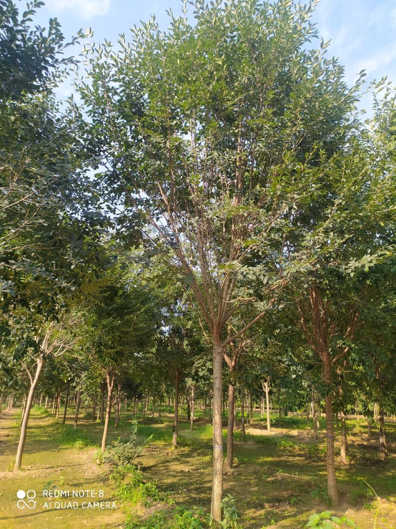 银杏之乡基地直供银杏红枫法桐白蜡合欢五角枫等