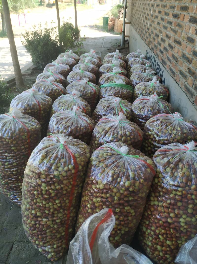 脆脆的甜甜的薄皮小核金丝小枣
