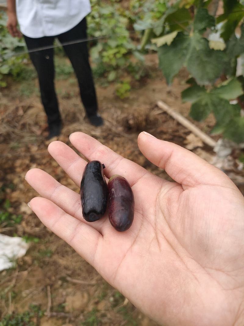 甜蜜蓝宝石葡萄树苗含糖30%口感好产量高基地现挖现发