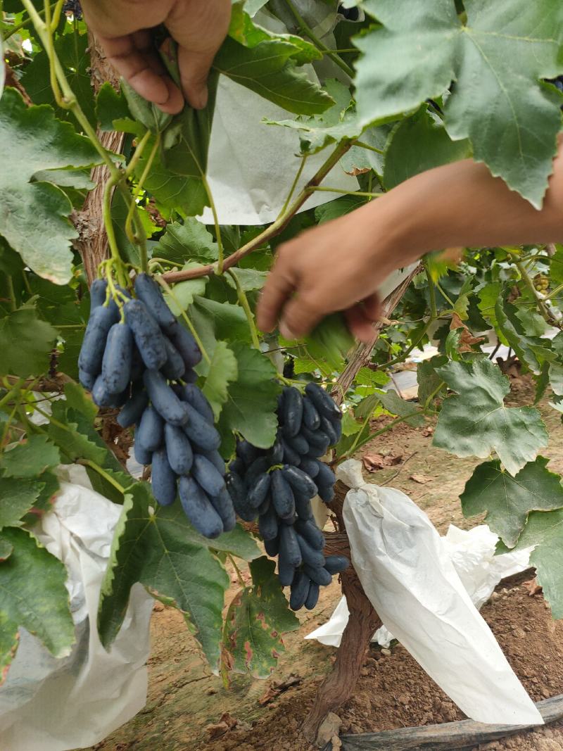 甜蜜蓝宝石葡萄树苗含糖30%口感好产量高基地现挖现发