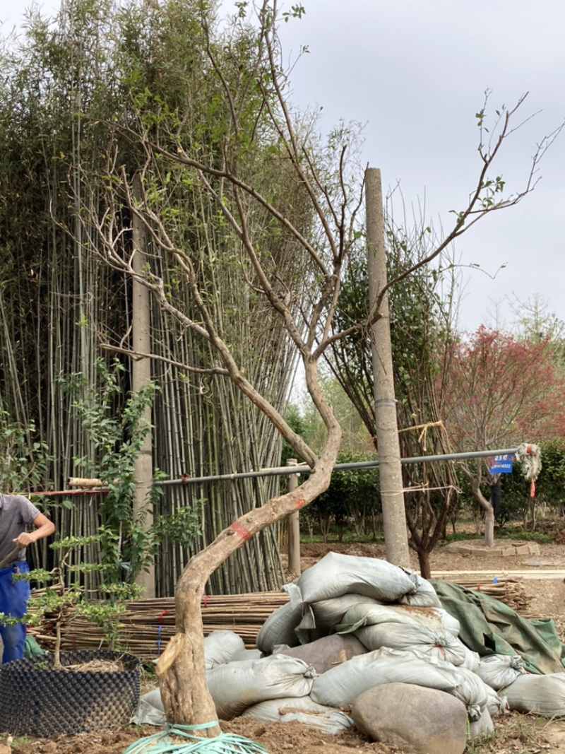 水晶石榴艺术造型石榴树造型树弯树型