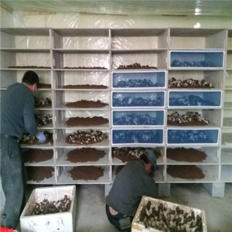 基地养殖白玉蜗牛繁殖种苗活体幼苗养殖用苗包活邮到家