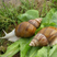 基地养殖白玉蜗牛繁殖种苗活体幼苗养殖用苗包活邮到家