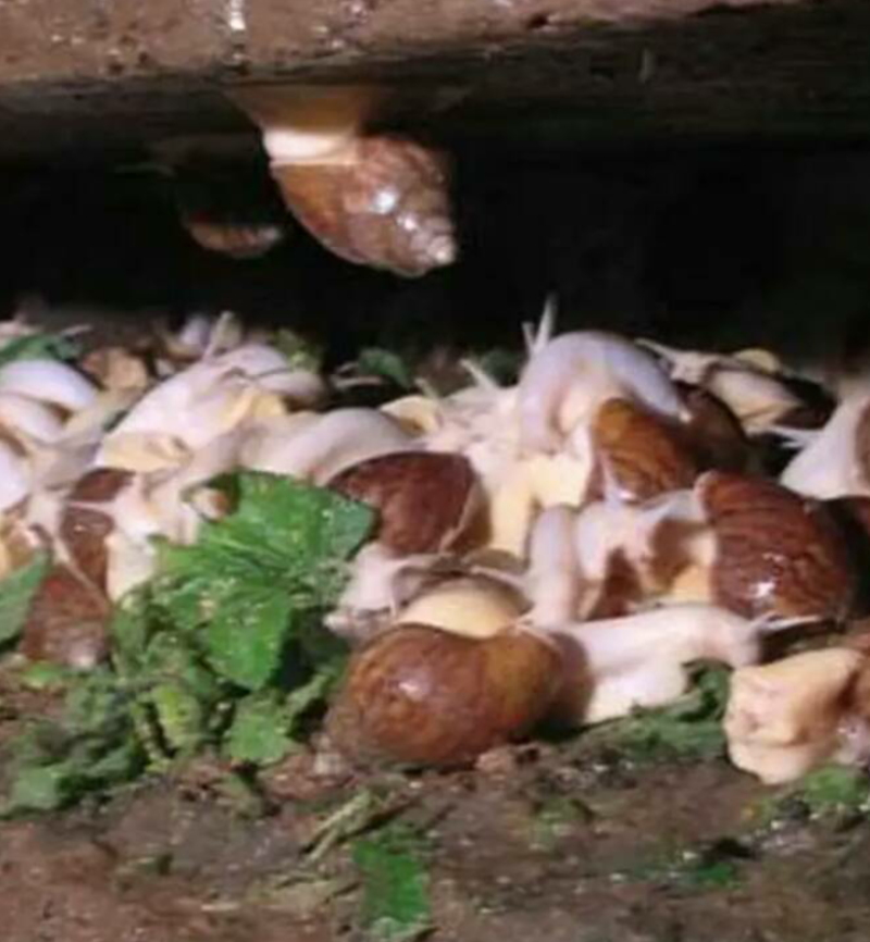 基地养殖白玉蜗牛繁殖种苗活体幼苗养殖用苗包活邮到家