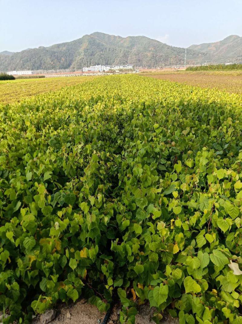 【优质】紫椴树苗，一年苗，二年苗质量好，数量有限预购从速